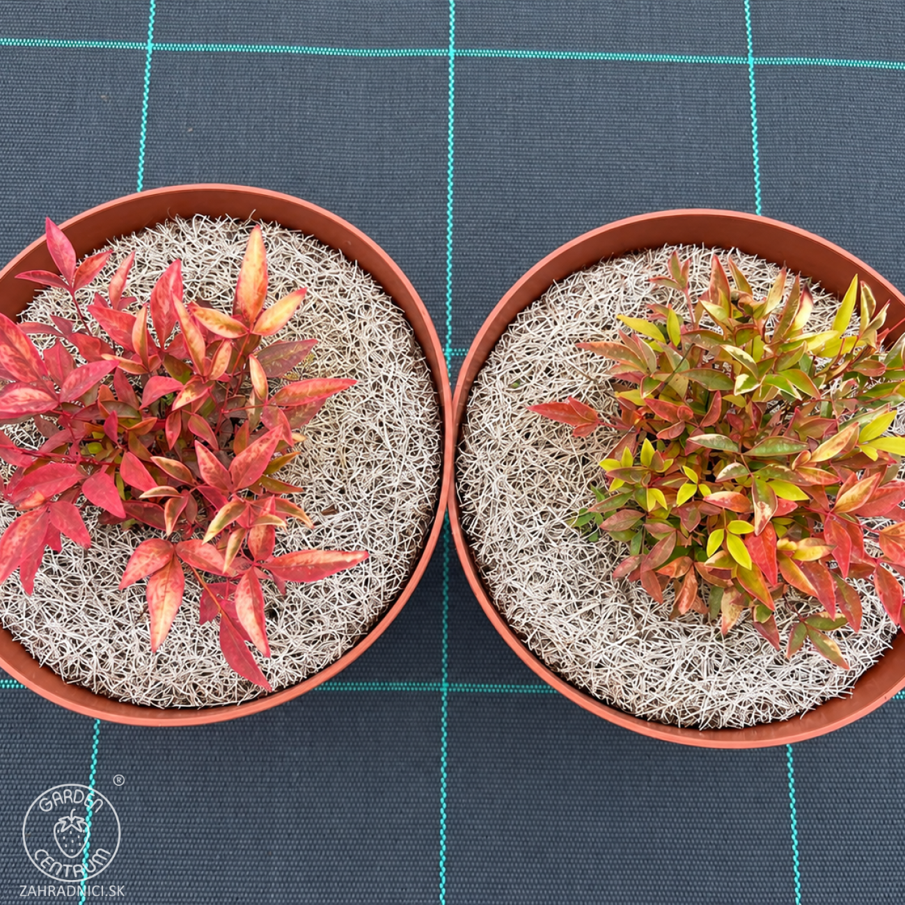 Obrázok Nandina domáca (Nandina domestica) ‘GULF STREAM’ - výška 10-15 cm, ⌀ 10 cm, kont. C2L